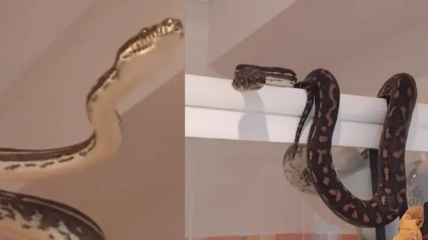 Duşa girecekti şoka girdi! 10 kiloluk yılanı...
