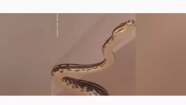 Foto - Duşa girecekti şoka girdi! 10 kiloluk yılanı...