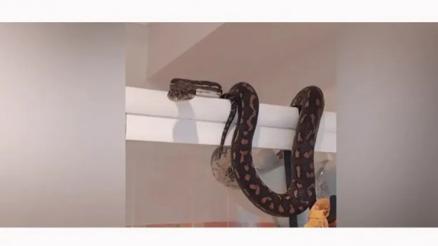 Foto - Duşa girecekti şoka girdi! 10 kiloluk yılanı...