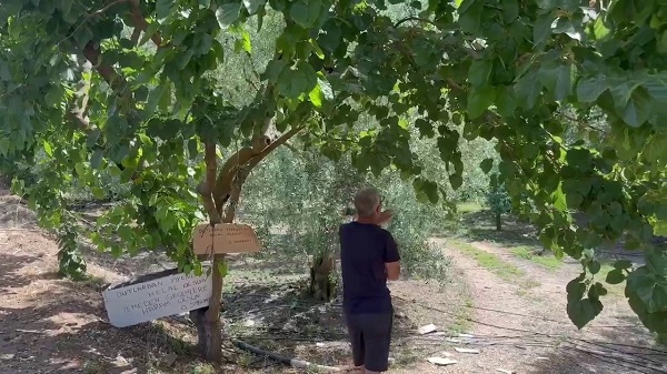 Foto - Dut ağacına öyle bir not asıldı ki! 