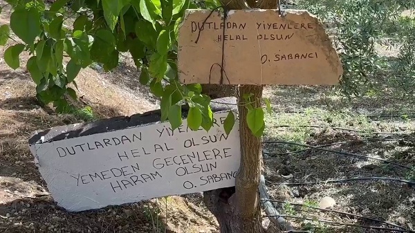 Foto - Dut ağacına öyle bir not asıldı ki! 