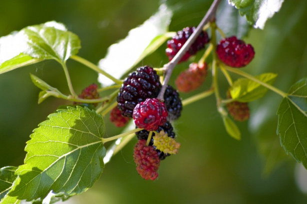 Foto - Dut cildin genç kalmasını sağlıyor!