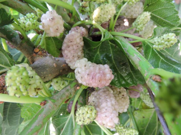 Foto - Dut cildin genç kalmasını sağlıyor!