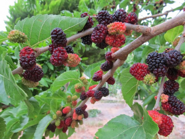 Foto - Dut cildin genç kalmasını sağlıyor!