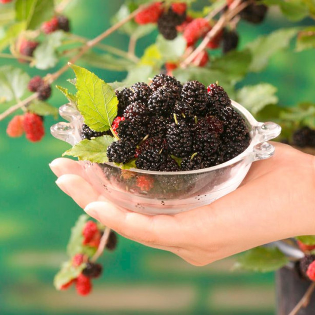 Foto - Dut cildin genç kalmasını sağlıyor!