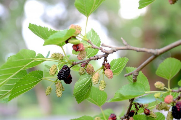 Foto - Dut cildin genç kalmasını sağlıyor!