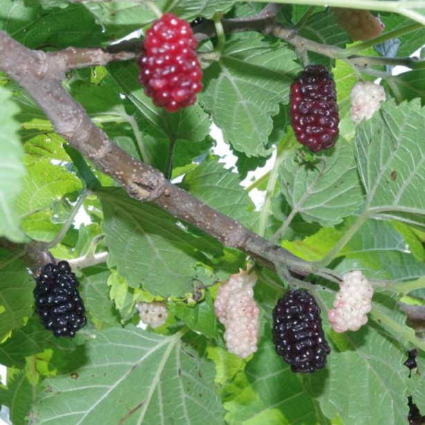 Foto - Dut cildin genç kalmasını sağlıyor!