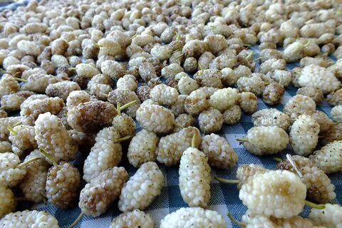 Foto - Dut kurusu çayı faydaları ve zararları nelerdir, neye iyi gelir? Dut kurusu çayı nasıl yapılır ve demlenir?