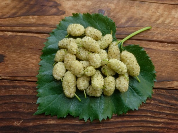 Foto - Dut kurusu faydaları: Daha çok tüketmeniz için 12 süper neden! Antioksidan, A ve C vitamini adeta fışkırıyor