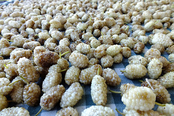 Foto - Dut kurusu faydaları: Daha çok tüketmeniz için 12 süper neden! Antioksidan, A ve C vitamini adeta fışkırıyor