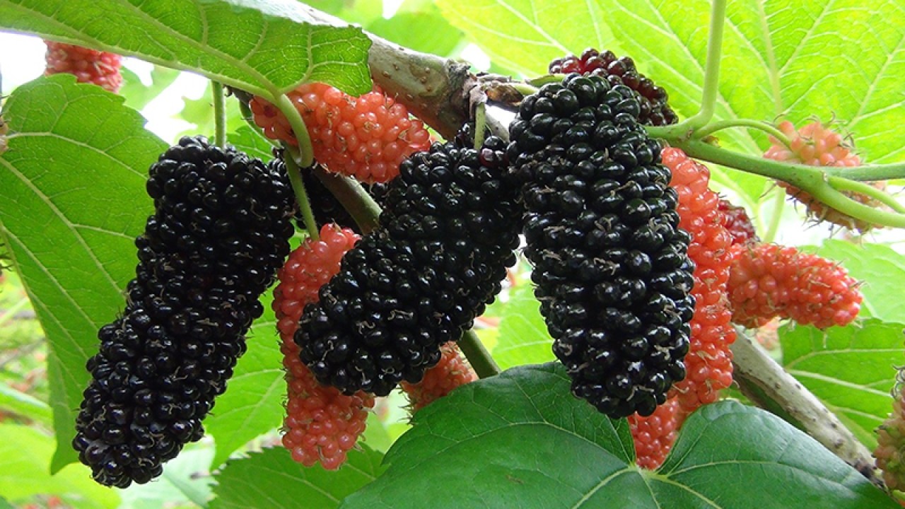 Foto - Dut Kurusunun bilinmeyen 10 faydası: Bu tam bir doğal antibiyotik! Gören, duyan kapış kapış satın alıyor