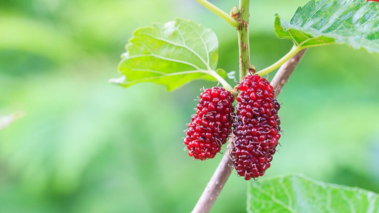 Foto - Dut Kurusunun bilinmeyen 10 faydası: Bu tam bir doğal antibiyotik! Gören, duyan kapış kapış satın alıyor
