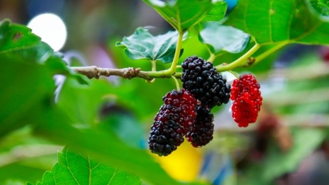 Foto - Dut Kurusunun bilinmeyen 10 faydası: Bu tam bir doğal antibiyotik! Gören, duyan kapış kapış satın alıyor