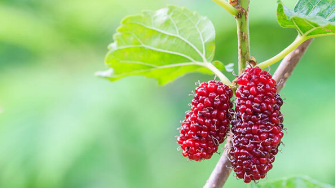 Foto - Dut yaprağı, Asya kökenli şifa dolu meyve: Öyle bir şey ki gören hayran kalıyor! Bakın ne, nelere iyi geliyor