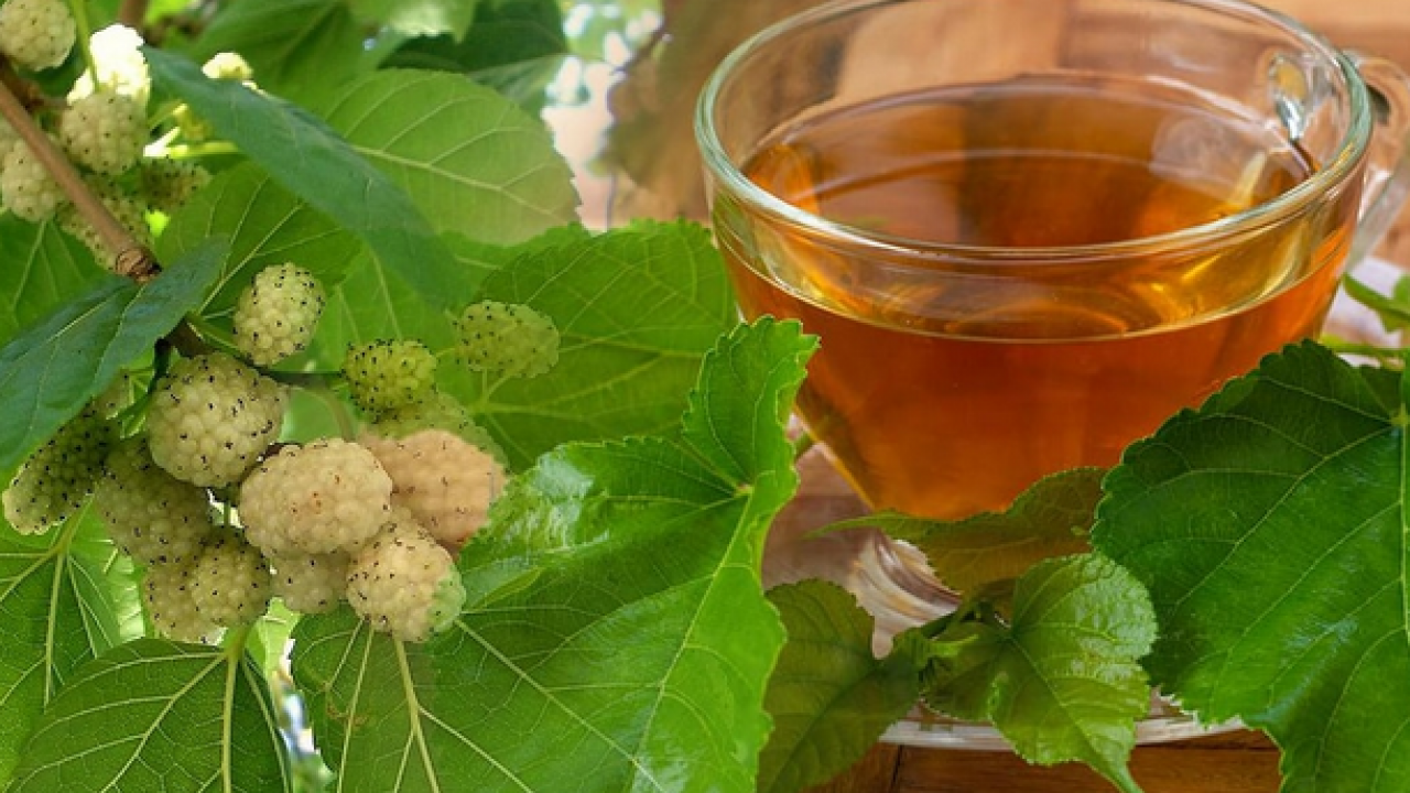 Foto - Dut yaprağı, Asya kökenli şifa dolu meyve: Öyle bir şey ki gören hayran kalıyor! Bakın ne, nelere iyi geliyor