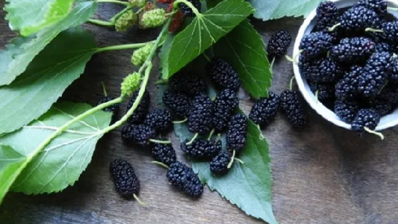 Foto - Dut yaprağı, Asya kökenli şifa dolu meyve: Öyle bir şey ki gören hayran kalıyor! Bakın ne, nelere iyi geliyor