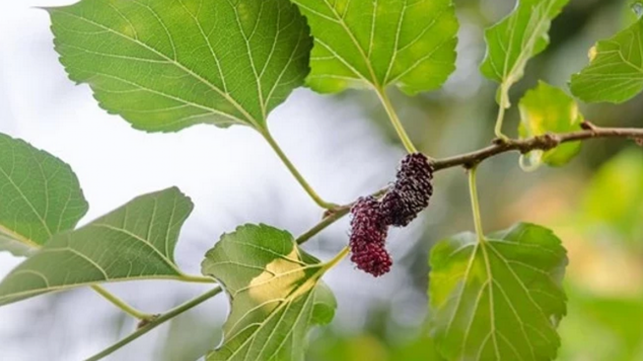 Foto - Dut yaprağı, Asya kökenli şifa dolu meyve: Öyle bir şey ki gören hayran kalıyor! Bakın ne, nelere iyi geliyor