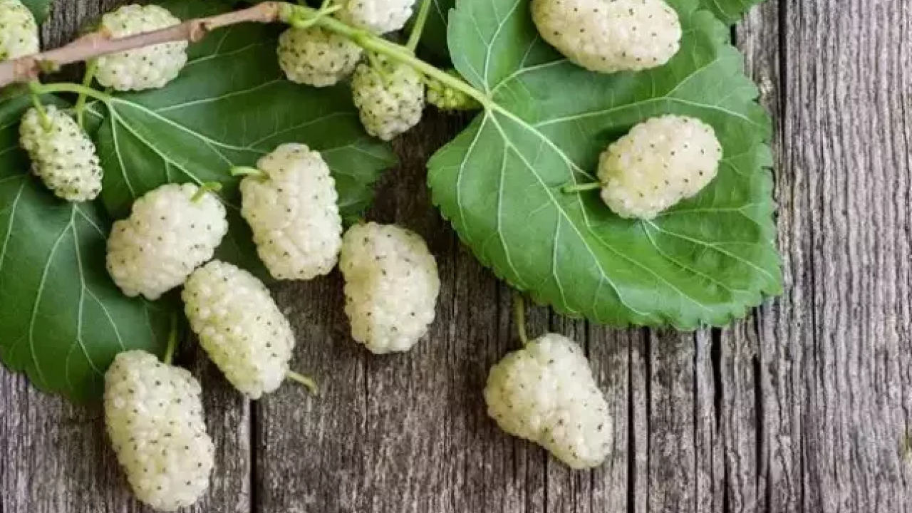 Foto - Dut yaprağı, Asya kökenli şifa dolu meyve: Öyle bir şey ki gören hayran kalıyor! Bakın ne, nelere iyi geliyor