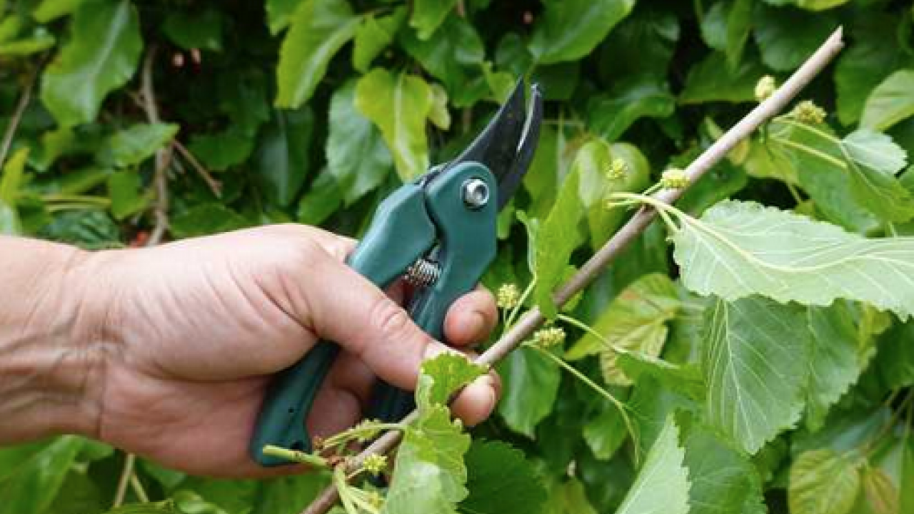 Foto - Dut yaprağı, Asya kökenli şifa dolu meyve: Öyle bir şey ki gören hayran kalıyor! Bakın ne, nelere iyi geliyor