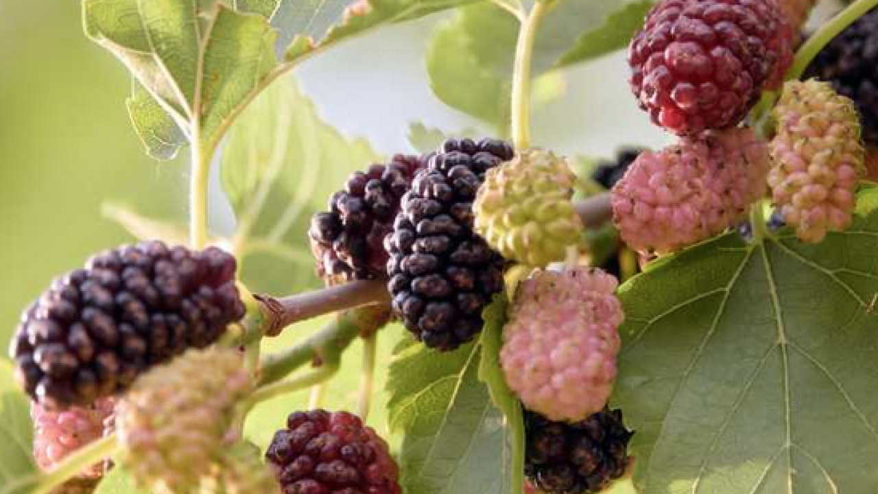 Foto - Dut yaprağı, Asya kökenli şifa dolu meyve: Öyle bir şey ki gören hayran kalıyor! Bakın ne, nelere iyi geliyor