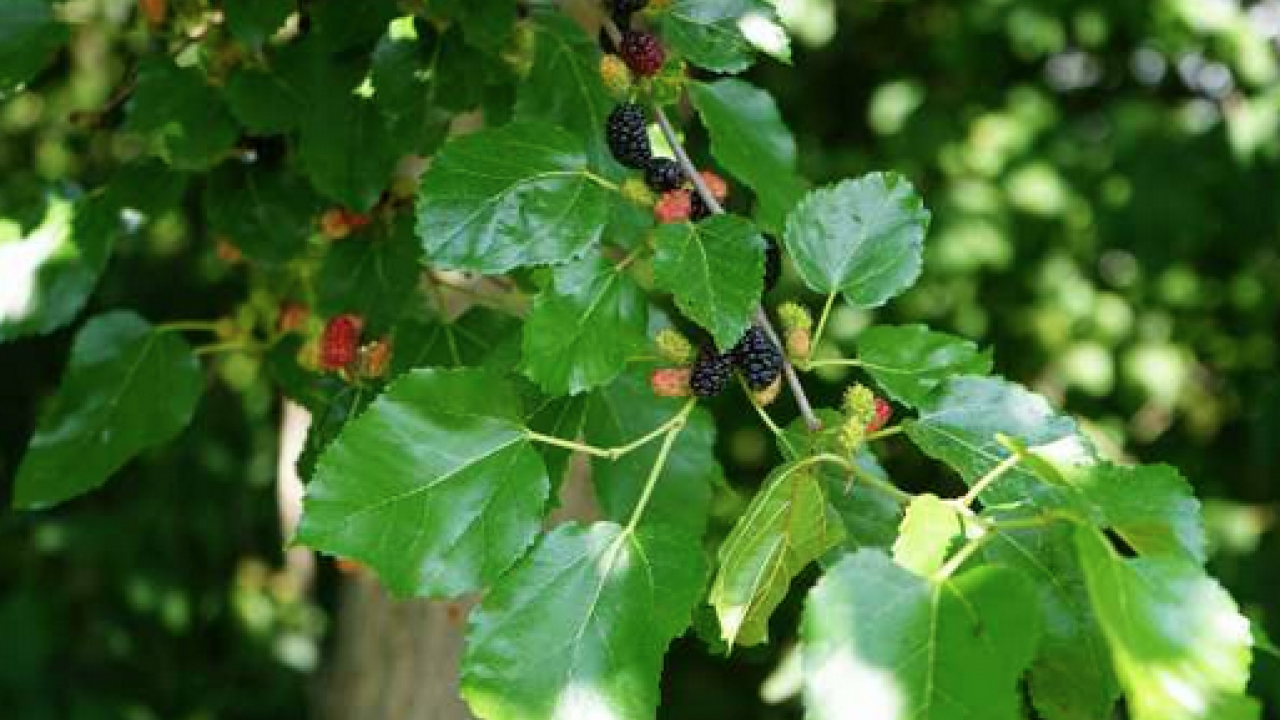 Foto - Dut yaprağı, Asya kökenli şifa dolu meyve: Öyle bir şey ki gören hayran kalıyor! Bakın ne, nelere iyi geliyor