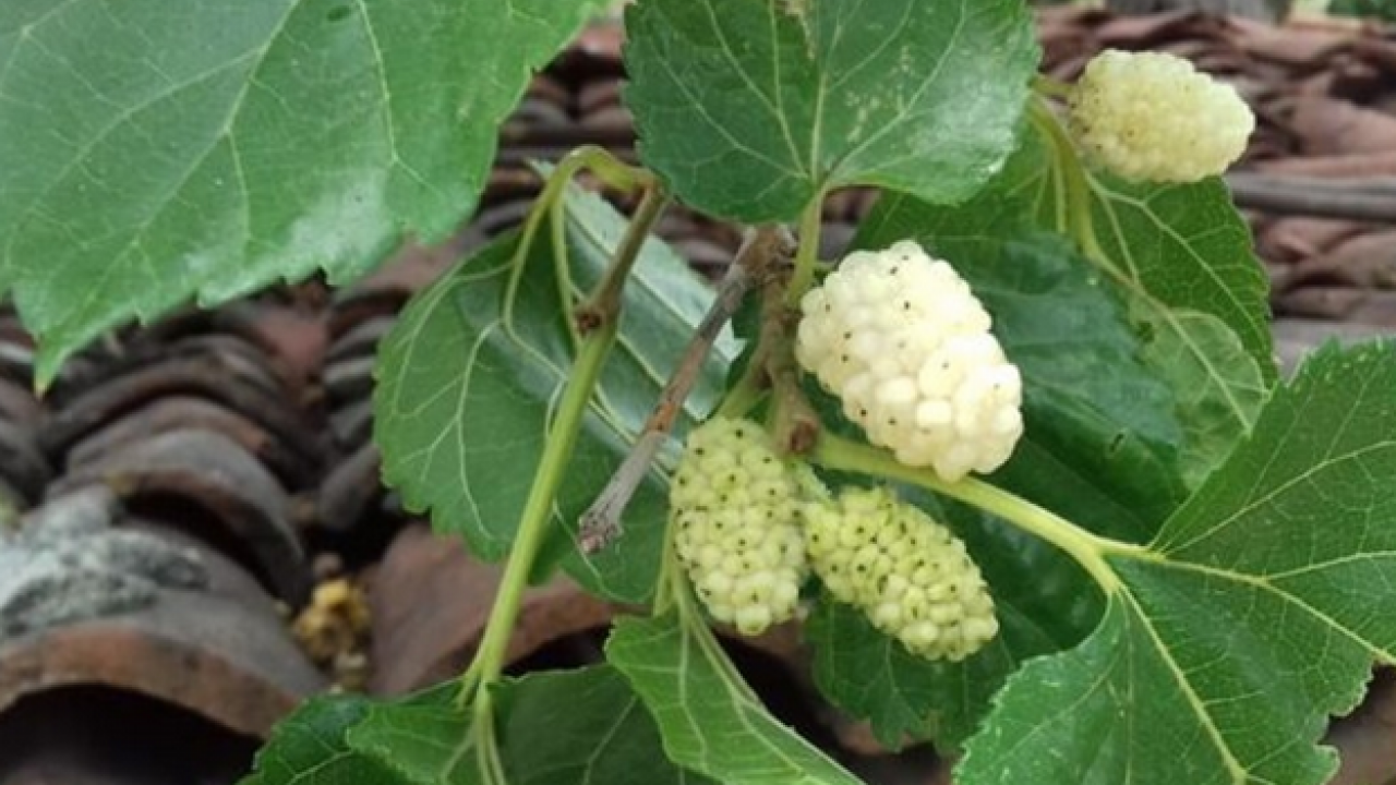 Foto - Dut yaprağı, Asya kökenli şifa dolu meyve: Öyle bir şey ki gören hayran kalıyor! Bakın ne, nelere iyi geliyor