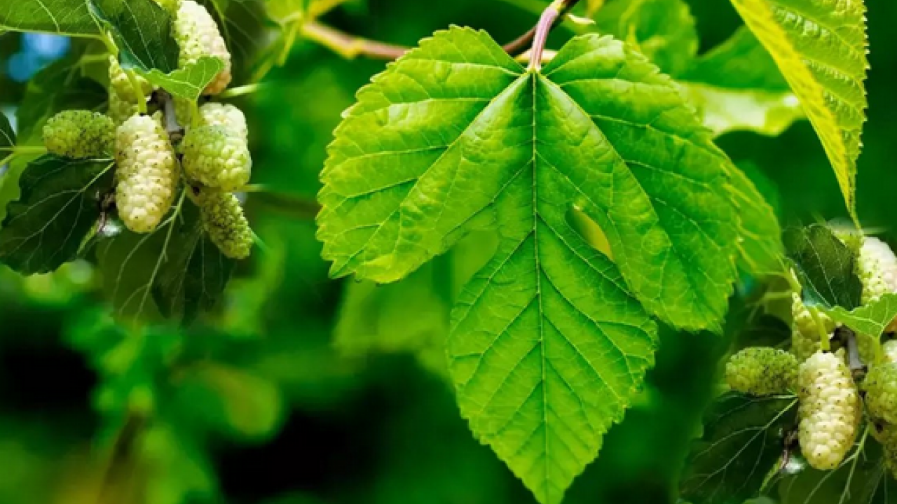 Foto - Dut yaprağı, Asya kökenli şifa dolu meyve: Öyle bir şey ki gören hayran kalıyor! Bakın ne, nelere iyi geliyor