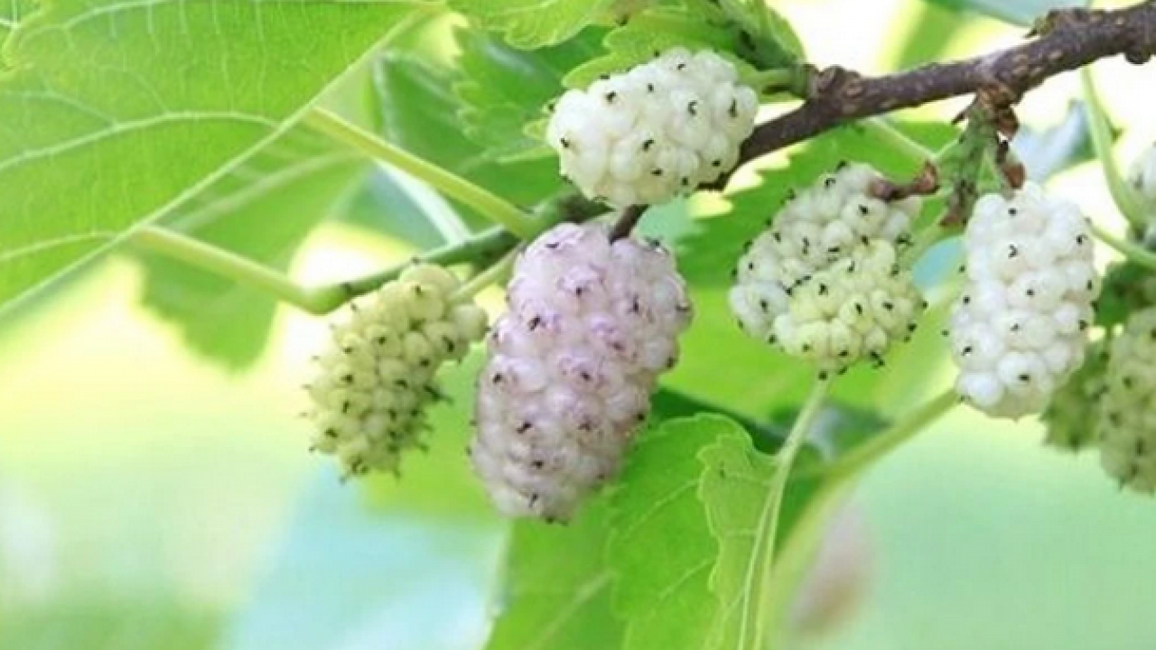 Dut yaprağı, Asya kökenli şifa dolu meyve: Öyle bir şey ki gören hayran kalıyor! Bakın ne, nelere iyi geliyor