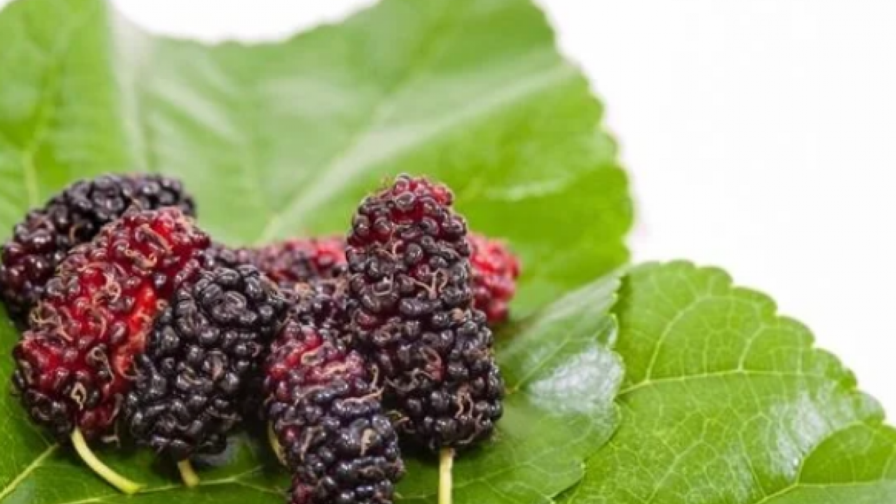 Foto - Dut yaprağı, Asya kökenli şifa dolu meyve: Öyle bir şey ki gören hayran kalıyor! Bakın ne, nelere iyi geliyor