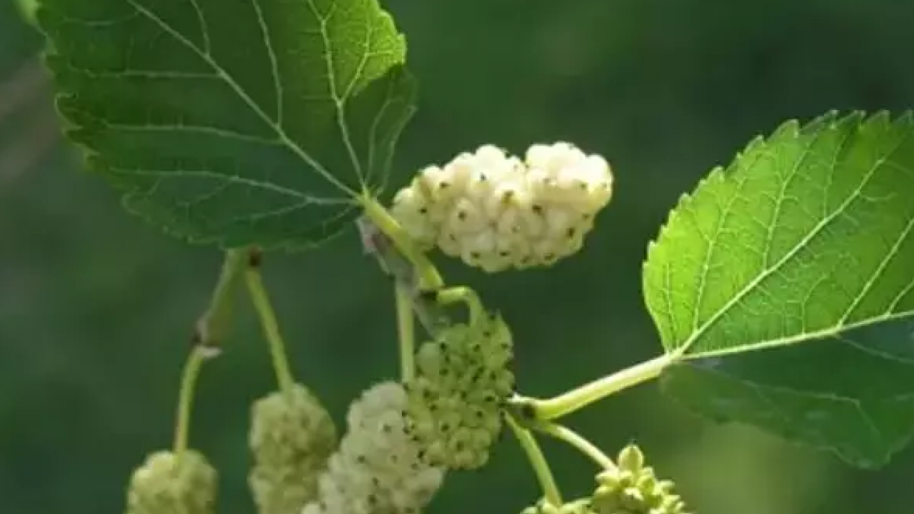 Foto - Dut yaprağı, Asya kökenli şifa dolu meyve: Öyle bir şey ki gören hayran kalıyor! Bakın ne, nelere iyi geliyor