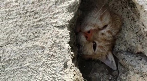 Foto - Duvardaki delikte sıkışmış halde bulundu! Ekipler kurtardı