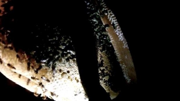 Foto - Duvardan çıkanlar şok etti!