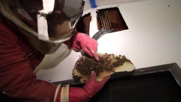 Foto - Duvardan çıkanlar şok etti!