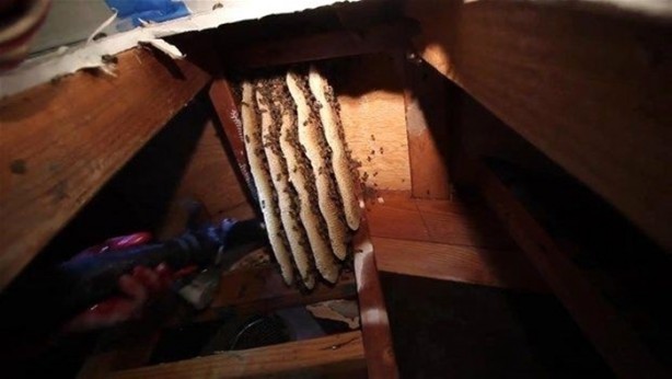 Foto - Duvardan çıkanlar şok etti!