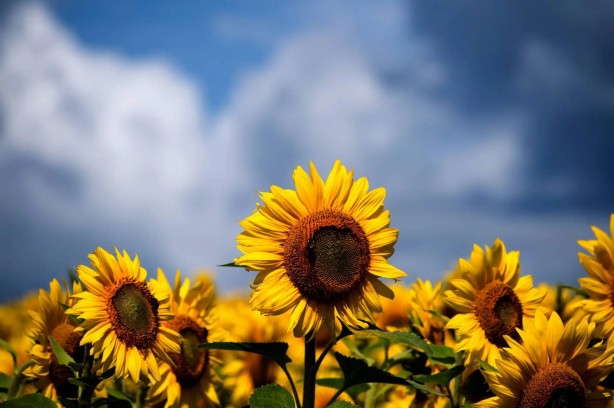 Foto - Duyan işi gücü bırakıp markete koşacak! Ayçiçek yağı fiyatları değişiyor