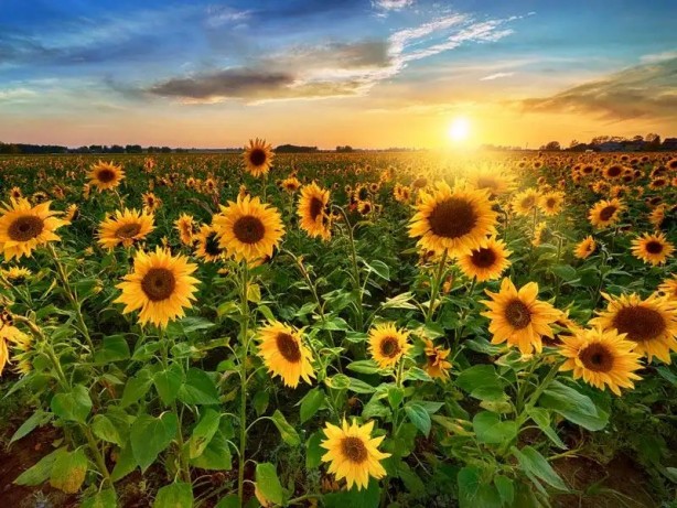 Foto - Duyan işi gücü bırakıp markete koşacak! Ayçiçek yağı fiyatları değişiyor