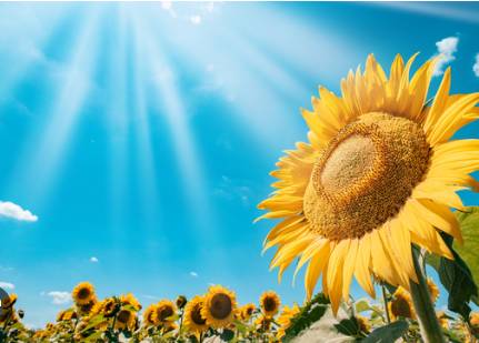 Foto - Duyan işi gücü bırakıp markete koşacak! Ayçiçek yağı fiyatları değişiyor