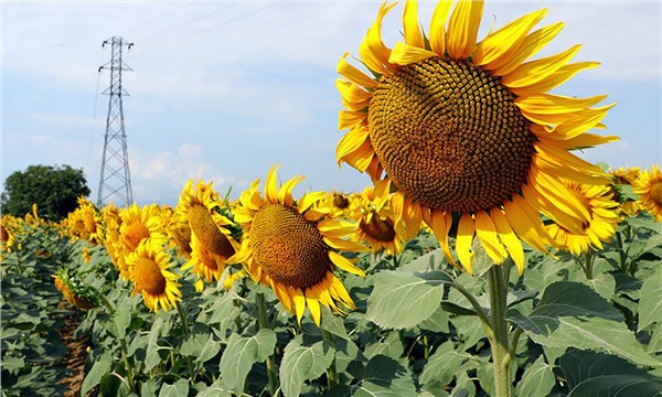 Foto - Duyan işi gücü bırakıp markete koşacak! Ayçiçek yağı fiyatları değişiyor