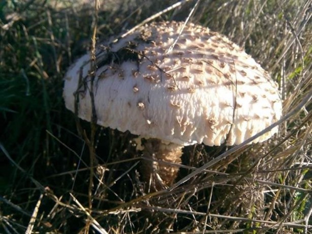 Foto - Duyan poşetleri kaptığı gibi dağa koştu!