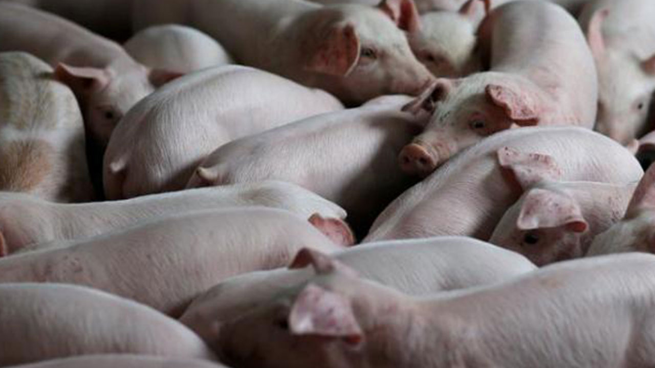 Duyan şok geçirecek! Türkiye'nin o ili domuz çiftliği kaynıyor