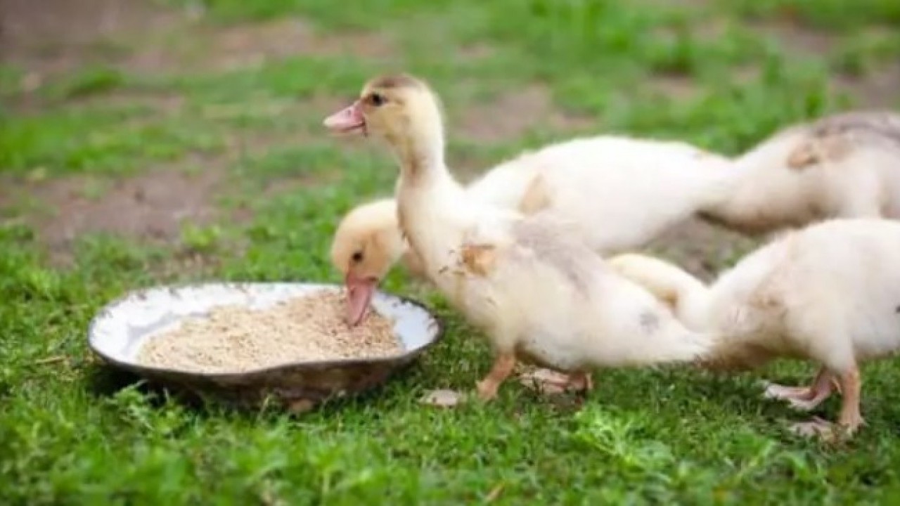 Foto - Duyan yok artık diyor: İşte dünyanın en sıra dışı yasağı...