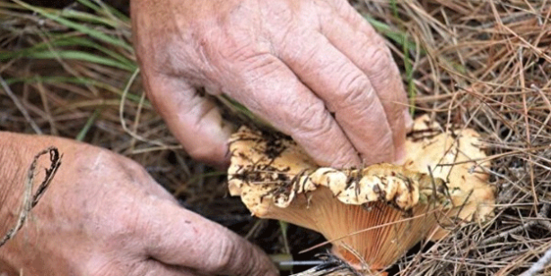 Duyanlar oraya akın etti! Kilosu 70 liraya alıcı buluyor