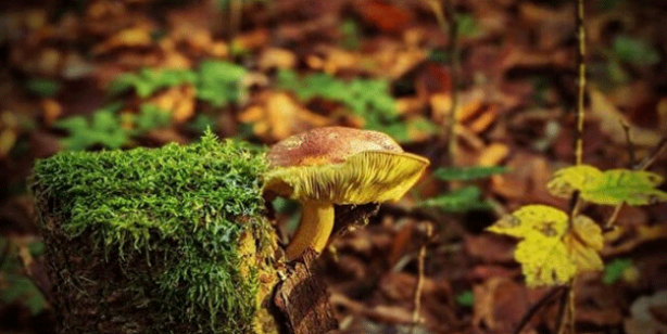 Foto - Duyanlar oraya akın etti! Kilosu 70 liraya alıcı buluyor