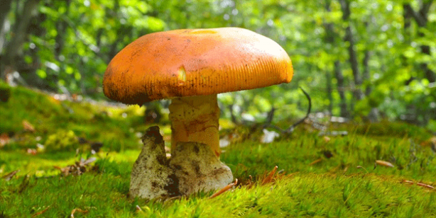 Foto - Duyanlar oraya akın etti! Kilosu 70 liraya alıcı buluyor