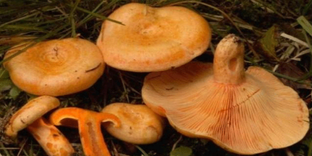 Foto - Duyanlar oraya akın etti! Kilosu 70 liraya alıcı buluyor