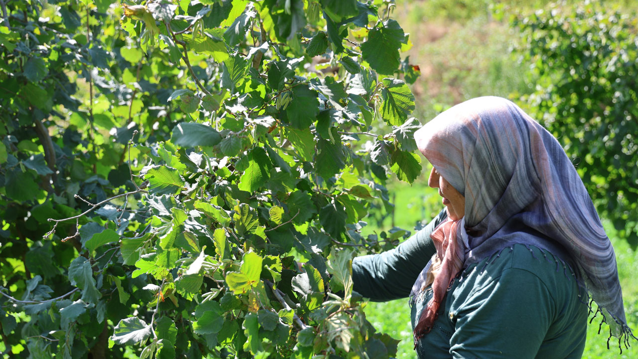 Foto - Duyanlar şaşırıp kalıyor! Burası Giresun değil Adana 