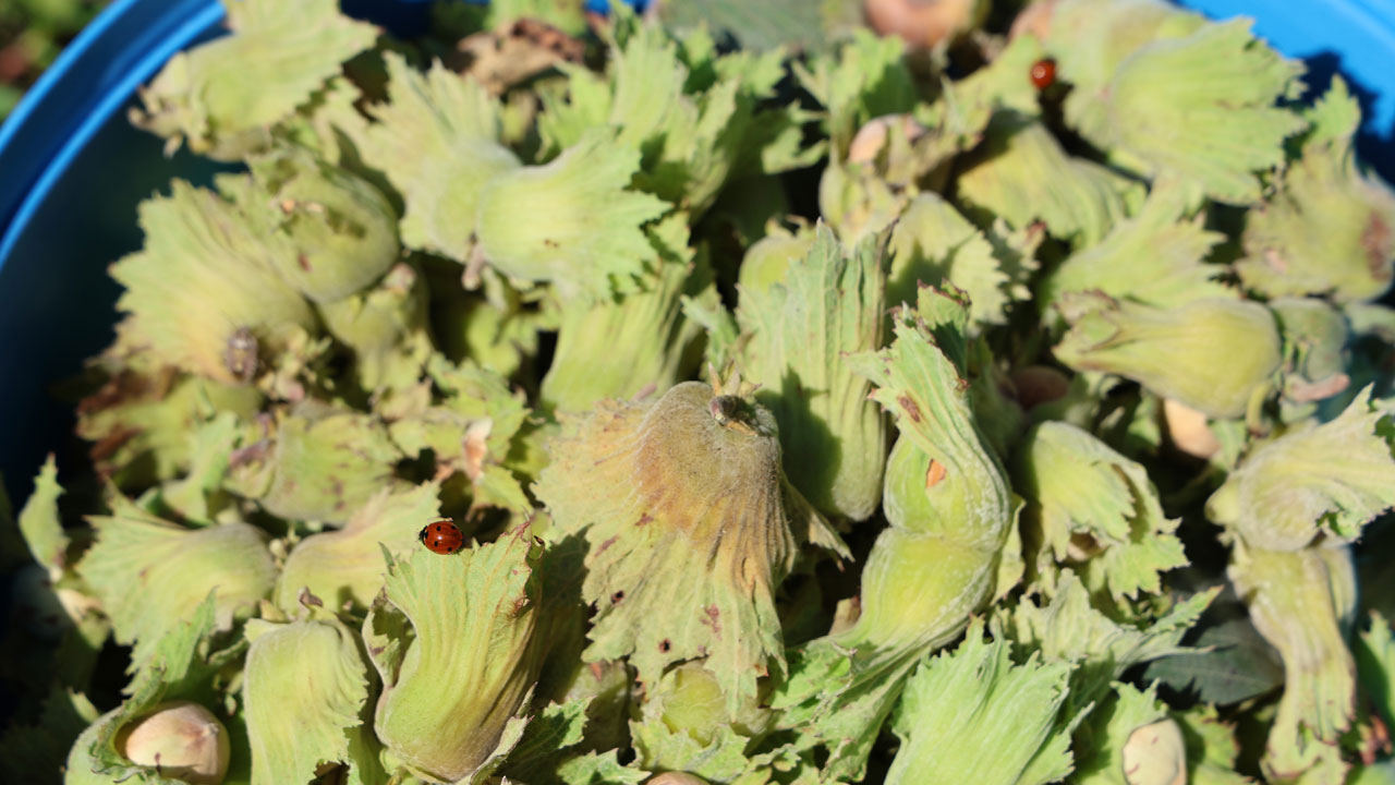 Foto - Duyanlar şaşırıp kalıyor! Burası Giresun değil Adana 