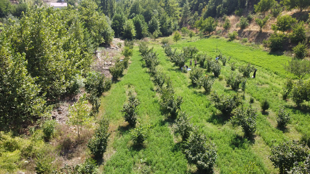 Foto - Duyanlar şaşırıp kalıyor! Burası Giresun değil Adana 