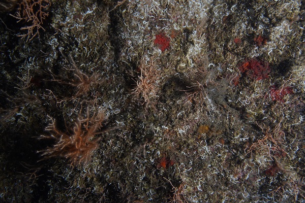 Foto - Duyduğunuzda çok şaşıracaksınız! Denizin dibine bakın ne ekiyorlar