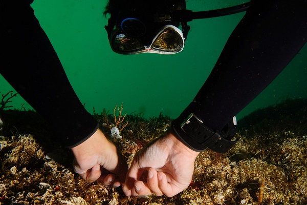 Foto - Duyduğunuzda çok şaşıracaksınız! Denizin dibine bakın ne ekiyorlar